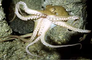Tentacles: Two-spotted OCTOPUS