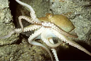 Showing: TWO-SPOTTED OCTOPUS showing suckers on underside