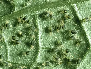 Mites: Two-spotted spider mites