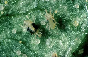 Mite: Two-spotted spider mites