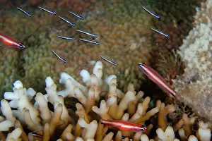 January: Two-stripe Dwarfgobies with juveniles by coral