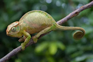 Plateau: Two-striped chameleon (Furcifer balteatus), female