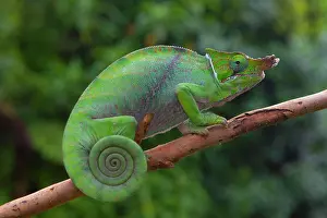 Plateau: Two-striped chameleon (Furcifer balteatus), male