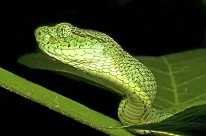 Dios: Two-Striped Forest Pit Viper