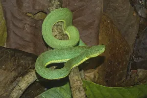 Loreto: Two-striped Forest Pit Viper