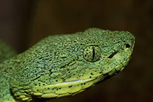 Loreto: Two-striped Forest Pit Viper