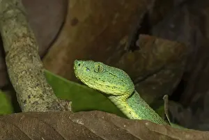 Loreto: Two-striped Forest Pit Viper