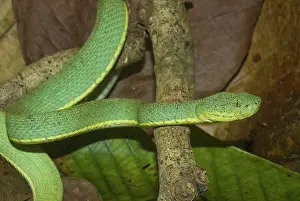 Loreto: Two-striped Forest Pit Viper