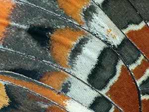 Gender: Two-tailed Pasha