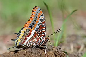 Pears: Two-tailed Pasha (Charaxes jasius) on decaying Pears