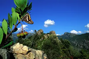 Charaxes: Two-tailed Pasha / Foxy Charaxes