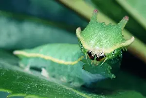 Tunisia: Two-tailed / Twin-tailed PASHA BUTTERFLY - caterpillar