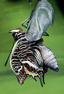 Tunisia: Two-tailed / Twin-tailed PASHA BUTTERFLY - emerging
