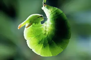 Preparing: Two-tailed / Twin-tailed PASHA BUTTERFLY - larva