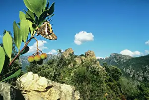 Charaxes: Two-tailed / Twin-tailed PASHA BUTTERFLY - on leaf