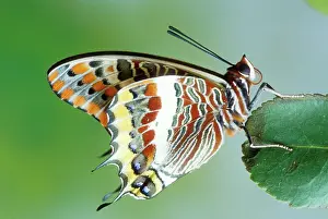 Cycles: Two-tailed / Twin-tailed PASHA BUTTERFLY - on leaf