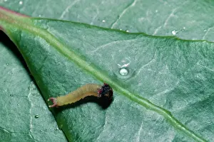 Tunisia: Two-tailed / Twin-tailed PASHA BUTTERFLY - newborn