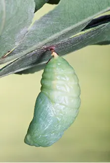 Cycles: Two-tailed / Twin-tailed PASHA BUTTERFLY - pupa