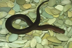 Pebbles: Two-toed Amphiuma
