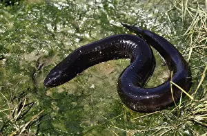 Amphiuma: Two-toed Amphiuma (Amphiuma means)