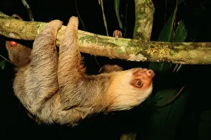 Sloths: Two-Toed / HoffmanIs SLOTH