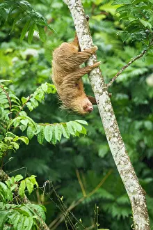 Shower: Two-toed Sloth