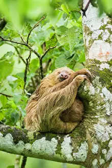Hoffmanni: Two-toed Sloth