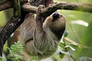 Sloths: Two-toed Sloth (Chloepus didactylus), adult in a