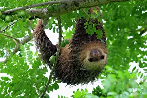 Sloth: Two-toed sloth, Choloepus didactylus