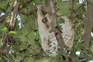 Slow: Two-Toed Sloth (Choloepus hoffmanni), Dominical