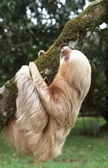 Sloth: TWO-TOED SLOTH - climbing branch