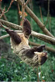 Upside: TWO-TOED SLOTH - hanging from branch