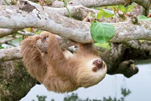 Hanging: Two-toed Sloth - hanging upside down