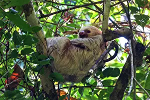 Sleep: Two-toed sloths (Choloepus) sleeps in the tree
