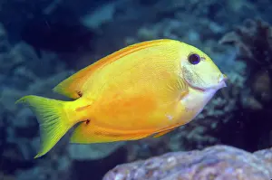 Morph: Twospot Bristletooth - with xanthic colour morph