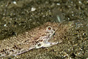 Gobies: Twospot Lizardfish - eating a Goby