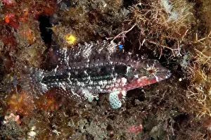 Bimaculatus: Twospot Wrasse