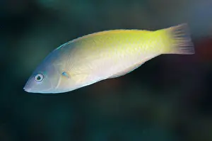 Wetar: Twospot Wrasse