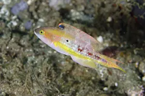 Wrasses: Twospot Wrasse - aka Little Maori Wrasse, Doublespot