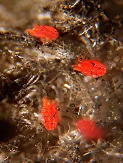 Mite: Four Twospotted Spider Mite (Tetranychus urticae