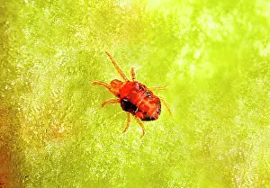 Scientific: Twospotted Spider Mite (Tetranychus urticae) in