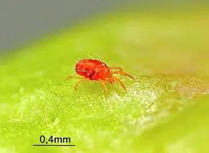 Apple: Twospotted Spider Mite (Tetranychus urticae) in