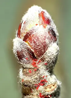Apple: Twospotted Spider Mite (Tetranychus urticae) on
