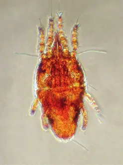 Mite: Twospotted Spider Mite (Tetranychus urticae) captured