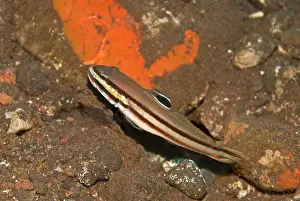 Gobies: Twostripe Goby