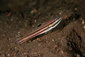 Stripe: Twostripe Goby