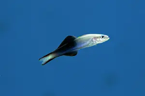 Dartfish: Twotone Dartfish