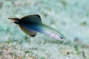 Dartfish: Twotone Dartfish