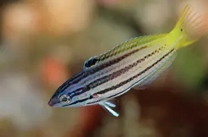 Retreat: Twotone Wrasse - Subadult