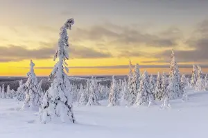 Finnish: Tykky forest, snow covered spruce trees on the taiga at sunrise in winter